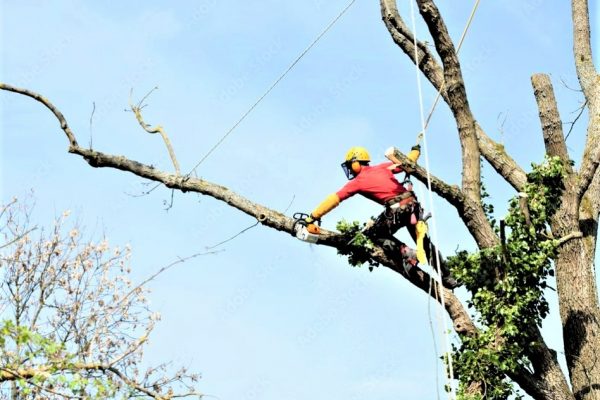 7.1.Poda en altura